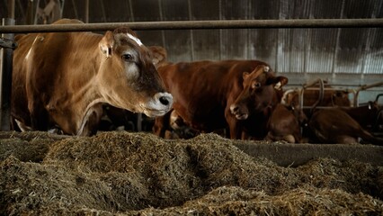 Dairy cow eating hay inside a barn