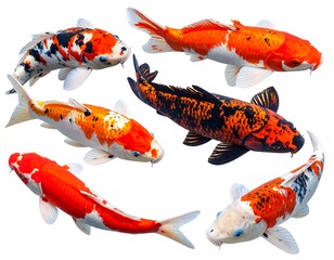A group of vibrantly colored Koi fish on a plain white background