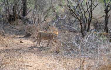 Fototapeta premium Löwin oder Löwe im Busch vom Krüger National Park - Kruger Nationalpark Südafrika