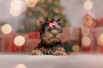 Tiny Yorkshire Terrier resting on light wooden floor, background decorated with soft-focus holiday tree, glowing fairy lights, red ribbons and wrapped gifts, festive and warm indoor atmosphere
