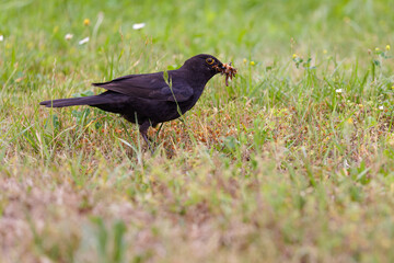 Amsel bei der Futtersuche mit Würmern und Insekten im Schnabel