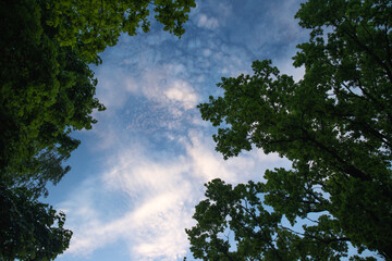 Sky-through-green-tree-crowns