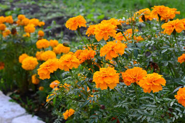 Vibrant Orange Marigolds Blooming in a Garden