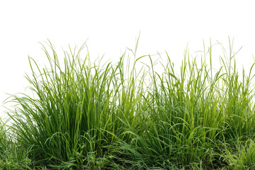 Lush green grass, dense and vibrant