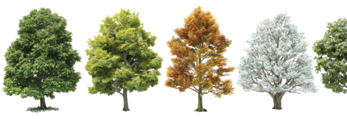 Four trees in various seasonal states