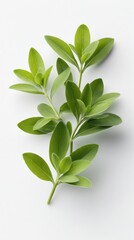 Fresh green herb sprig on a clean white background, showcasing vibrant leaves for culinary use