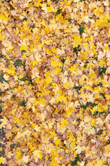 The view from above on bright fallen maple leaves lies on the ground. Autumn concept