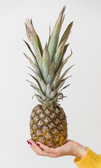 Fresh juicy pineapple in hand of a girl in the middle of white background.