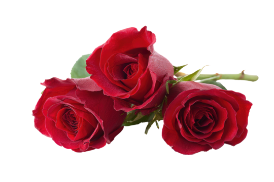 Close-up of three vibrant red roses (1)