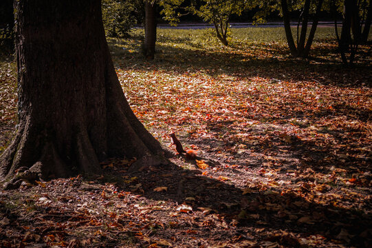 a litte squirrelin autumn leaves  in the park