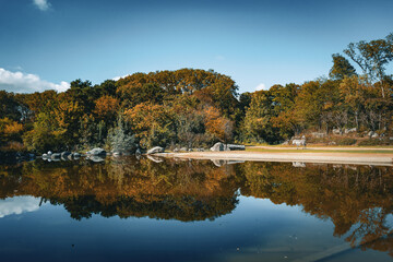 zebra walking near the lake