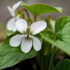 Obraz premium Delicate White Flower: A close-up view unveils a pure white flower, its petals gently unfurling amidst lush green foliage, showcasing nature's understated elegance.