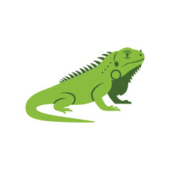 Vibrant green iguana with spiky dorsal crest and dewlap stands alert on a clean white background showcasing its reptilian features and tropical allure