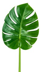 Close-up of a vibrant green tropical leaf, deeply veined and intricately patterned, with a prominent stem, isolated against a pure white background