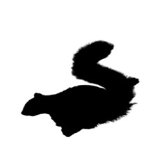 Watchful Squirrel Scanning the Scene from Leafy Autumn Spot