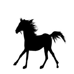 Obraz premium Elegant Stallion Displaying Grace with Every Step on Dirt Ground