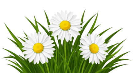 Three lovely white daisy flowers with vibrant green grass isolated on transparent background create a cheerful and refreshing spring time scene