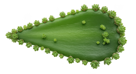 Green succulent leaf with many small plantlets growing along the edge isolated on transparent background