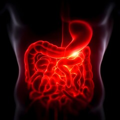 Detailed Illustration of Human Digestive System Anatomy in Red Color