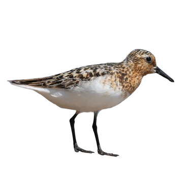 Sanderling Calidris alba on Beach Isolated