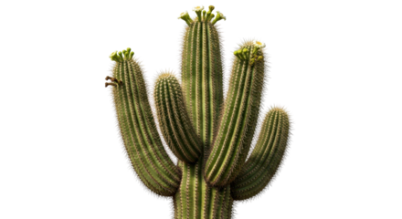 Blooming saguaro cactus plant isolated PNG with Transparent Background