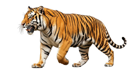 Obraz premium Majestic Bengal tiger walking on white background, powerful orange wild cat with black stripes, side view of predatory Siberian tiger, isolated wildlife animal