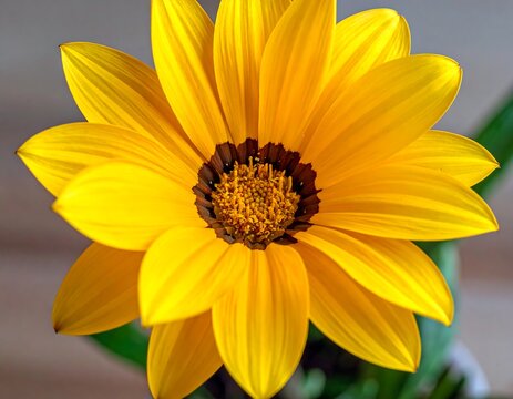 Close-up of a vibrant yellow flower with dark center - Powered by Adobe