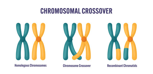 Chromosomal crossover diagram showing homologous chromosomes crossing over process, and recombinant chromatids for meiosis genetics illustration educational infographic biology class textbook material
