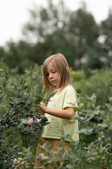 a little girl is looking at the berry bushes and picking blueberries on the farm