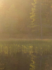 Serene morning light reflects on a calm lake surrounded by lush forests in Norway