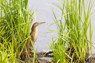 Zwergdommel am See hinter Sumpfpflanzen