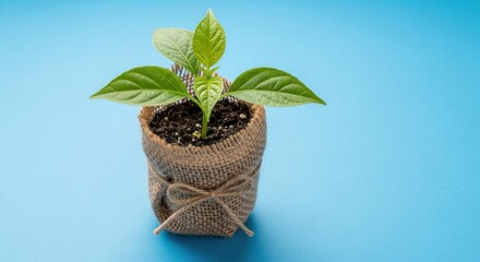 A green plant in a burlap sack on a blue background.