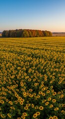 Obraz premium Aerial View of Yellow Sunflower Field Near Green Forest Under Clear Blue Sky