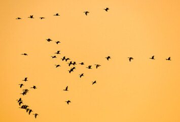 A flock of birds flying in the sky