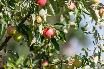 Tree with many apples on it