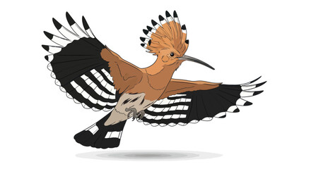 Hoopoe Bird in Flight with Distinctive Crest and Wing Pattern. © wong