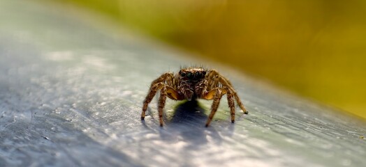 The tiny spider on the handrail