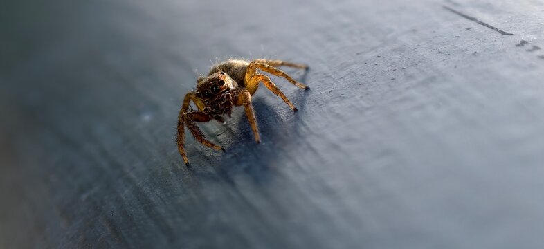 The tiny spider on the handrail
