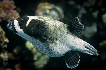 Puffer fish @ Red Sea, Egypt