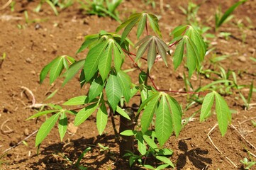 Young cassava plant growing in fertile soil under sunlight