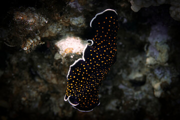 Flatworm @ Red Sea, Marsa Alam, Egypt