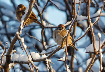 Two birds are sitting on a tree branch covered in snow