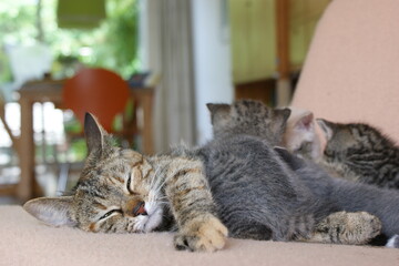 A tabby mother cat with her kittens lying on a couch feeding them looking happy