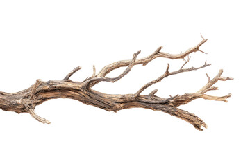 Dried branch, intricate, twisting, light brown