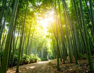Sunlight filters through dense bamboo grove.  Pathway leads into a verdant forest