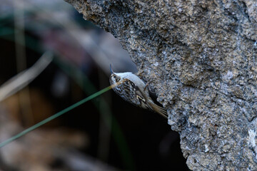 Common Treecreeper or Certhia brachydactyla, standing on a rock wall.