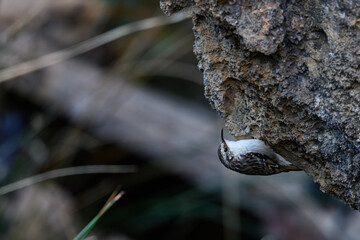 Common Treecreeper or Certhia brachydactyla, standing on a rock wall.