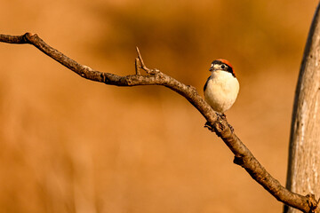 Lanius senator or common shrike, is a species of passerine bird in the shrike family.