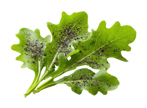 Close-up of leafy green plant with dark specks