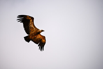Griffon Vulture or Gyps fulvus in flight.